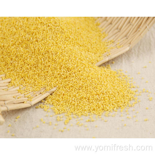 Millet Gluten Free